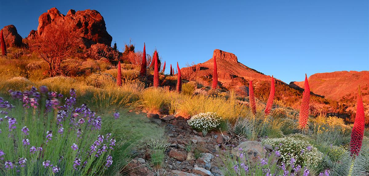 Tenerife Parque nacional del Teide